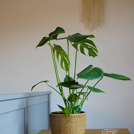 Eleven 마르콰트슈타인